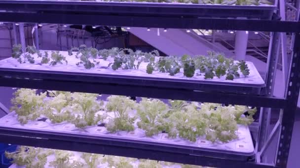 Plantes Poussant Sur Hydroponique Dans Une Ferme Verticale Avec Des — Video