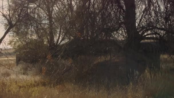 Une Ferme Abandonnée Dans Bosquet Effrayant Automne 2021 Loveland Colorado — Video