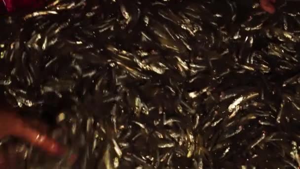 Крупним Планом Руки Рибалки Сортують Величезну Купу Мертвих Сардин Анчоусів — стокове відео