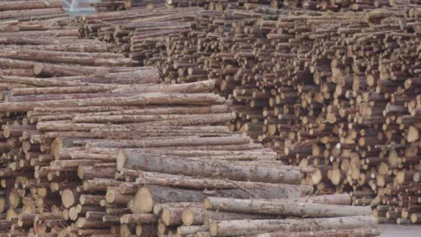 Pan Aus Gehäckseltem Holz Wartet Darauf Eine Fabrik Schweden Gelangen — Stockvideo