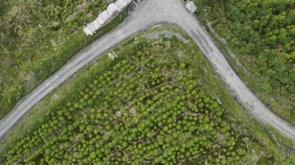 Christmas Evergreen Pine Tree Farm Killarney Irlanda Aerial — Vídeo de Stock