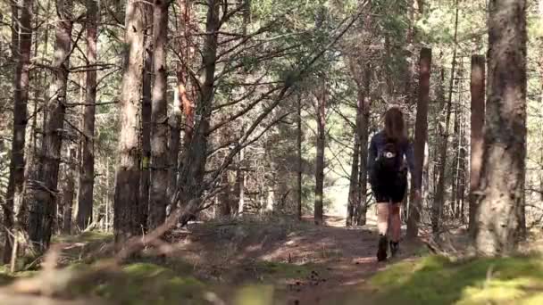 Ragazza Assolo Escursioni Sentiero Una Pineta Camminare Attraverso Una Foresta — Video Stock