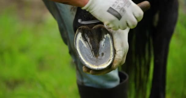 Trattamento Trattamento Delle Mani Pulizia Degli Zoccoli Cavallo Marrone — Video Stock