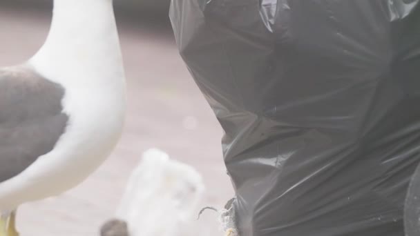 Closeup Άποψη Του Γλάρου Δίπλα Μαύρη Σακούλα Σκουπιδιών Στο Δρόμο — Αρχείο Βίντεο
