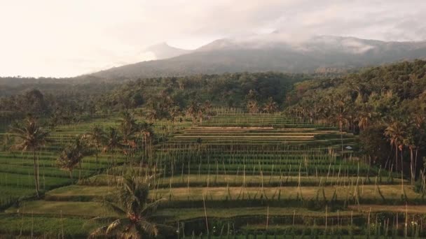 Droneshot Пролітає Над Рисфілдами Високо Горах Vulcano Gunung Rinjani Фоні — стокове відео