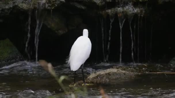 White Little Egret Ardeidae Garzetta Gyorsan Áramló Yangjae Patak Zuhatagain — Stock videók