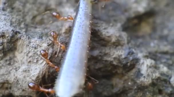 Des Dizaines Fourmis Rangrang Palourdes Oecophylla Travaillent Ensemble Pour Transporter — Video