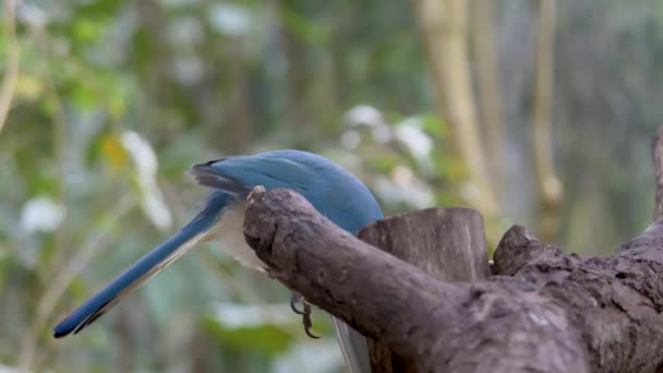 Птица Голубого Цвета Прыгающая Деревянной Ветке Природе Собирающая Пищу Крупным — стоковое видео