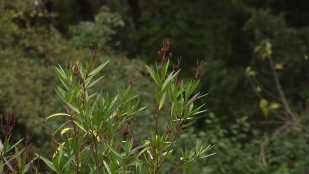 Oleander Plant Did Give Any Seeds Year Due Climate Change — Stock Video