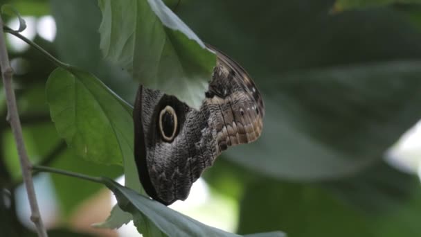 Close View Hypnotic Pattern Πεταλούδα Αναπαύεται Στα Φύλλα Ενός Δέντρου — Αρχείο Βίντεο