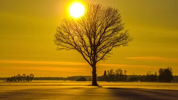 5K寒い冬の日に葉のない木シルエットの背後にある黄金の夕日の時間経過 自然の中で太陽の光が田舎の雪のフィールドを照らす — ストック動画
