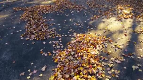 Herfst Gevallen Bladeren Zachtjes Blazen Ruisen Grond — Stockvideo