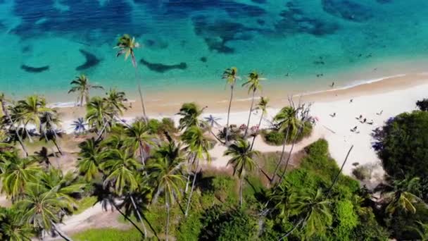 Luftaufnahme Von Palmen Strand Tayrona Kolumbien Absteigend Drohnenschuss — Stockvideo