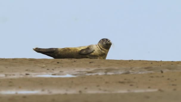 Słodka Foka Przybrzeżna Spoczywa Piaskownicy Pobliżu Morza Wadden Wyspie Texel — Wideo stockowe