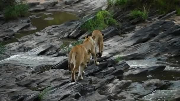 Lions Maasai Mara Walking Rocky Area Pools Stream — Stock Video