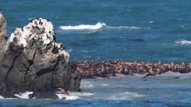 Leones Marinos Luchando Por Espacio Para Tomar Sol Pilar Roca — Vídeos de Stock