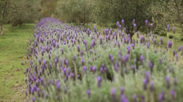 Zeitlupenaufnahme Über Lavendelreihen Auf Olivenplantage — Stockvideo