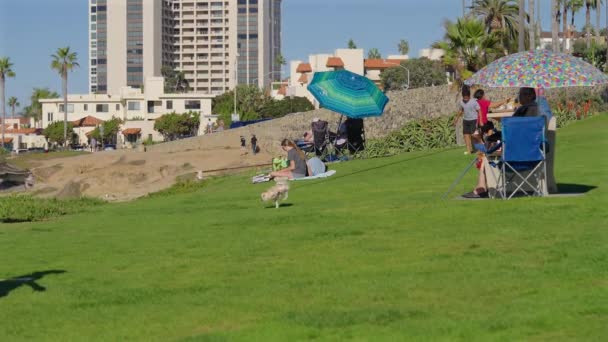 Chien Fait Retourner Poursuite Une Mouette Ralenti Moitié Vitesse — Video