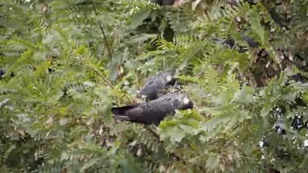 Vários Carnaby Cockatoo Sentar Uma Árvore Austrália Comer Sementes — Vídeo de Stock