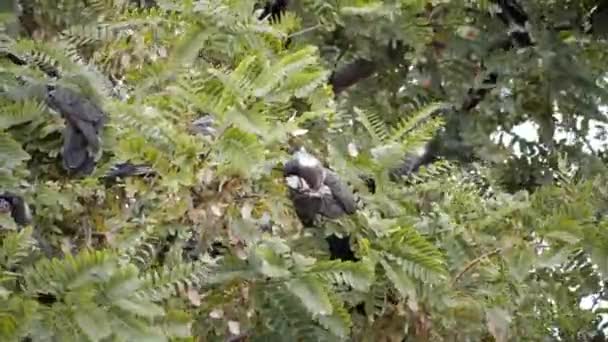 Carnaby Cockatoo 澳大利亚濒于灭绝的特有物种 坐在树上 — 图库视频影像