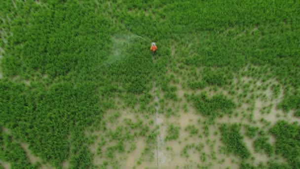 Antenn Ovanifrån Visa Bonde Spray Bekämpningsmedel Gröna Paddy Fält — Stockvideo