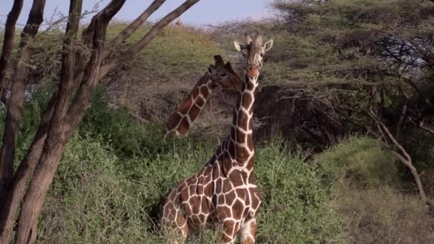 Jerapah Taman Nasional Kenya Dalam Gerakan Lambat — Stok Video