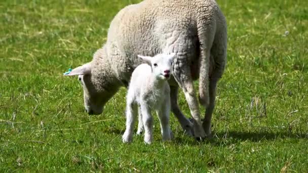 可爱的小羊和妈妈在阳光下在绿色草地上吃草的跟踪镜头 — 图库视频影像