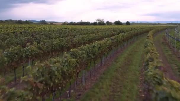 Volar Bajo Rápido Sobre Viñedos Bien Mantenidos Austria — Vídeo de stock