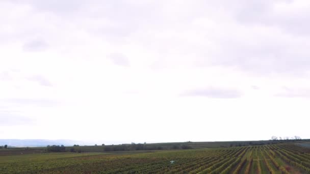 Viñedos Inmaculados Granja Vinos Austria Tiro Inclinación Drones — Vídeo de stock