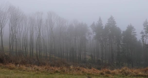 Mlha Uprostřed Lesa Výhledem Kmen Stromu Jemný Sníh Pozadí — Stock video