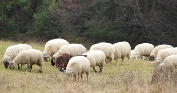 Herd Sheep Grazing Hill Autumn Afternoon — Stock Video