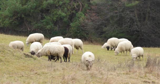 Una Manada Ovejas Pastando Una Colina Durante Una Tarde Otoño — Vídeos de Stock