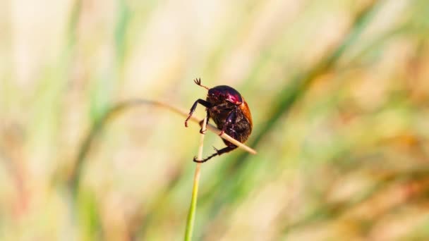 菊花或红色甲虫挂在草茎的末端 — 图库视频影像