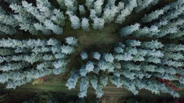 Cima Para Baixo Vista Aérea Floresta Árvores Abeto Noble Fir — Vídeo de Stock