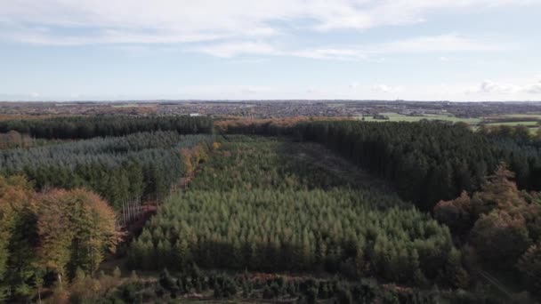 Überflug Der Maxed Forestry Mit Edeltanne Und Nordmanntanne Dänemark Dolly — Stockvideo