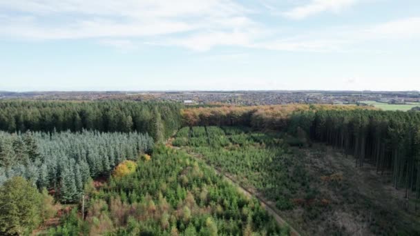 Drohne Von Oben Nach Unten Fliegt Über Herbstfichte Dolly Shot — Stockvideo