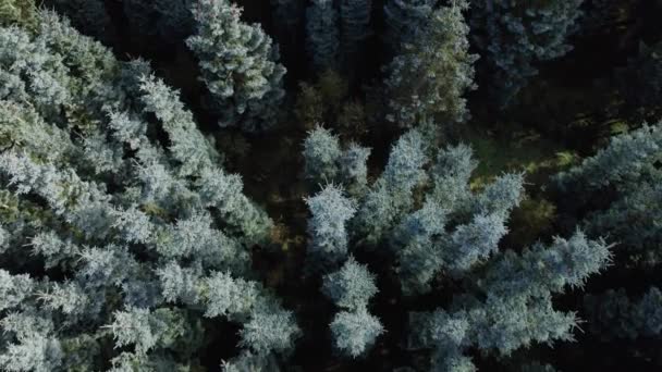 Letecký Drone Pohled Smrky Lese Ušlechtilé Jedle Nakloněný Výstřel — Stock video