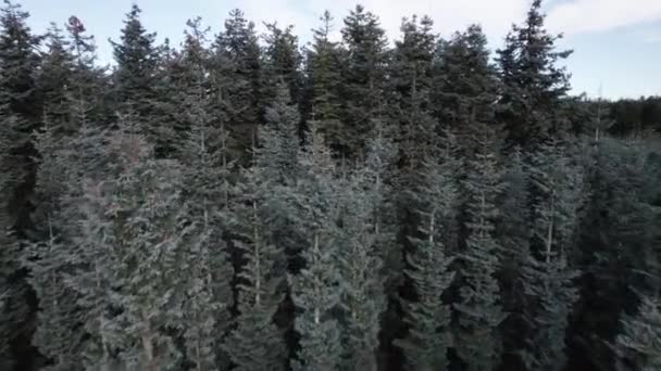 Aerial Drone Shot Spruce Trees Volar Sobre Bosque Coníferas Dolly — Vídeos de Stock