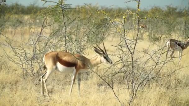 Springbok Alimenta Una Planta Bush Sin Hojas Las Praderas Del — Vídeos de Stock