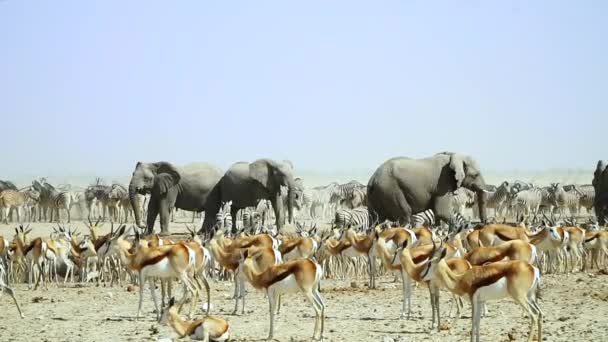 Etosha Wildlife Dzikie Zwierzęta Otwartym Krajobrazie Parku Narodowego Etosha Namibii — Wideo stockowe