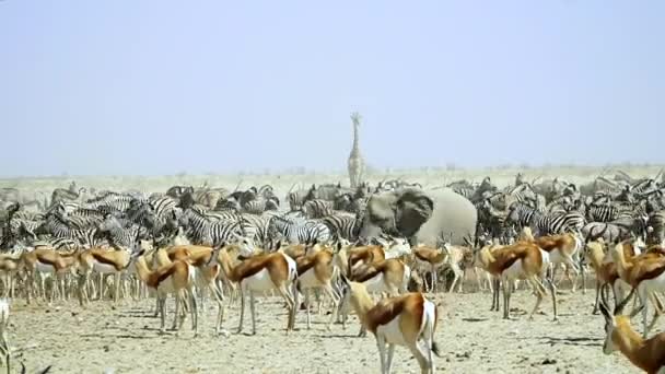 Afrikansk Elefant Och Namibisk Giraff Med Springbok Och Zebror Savannan — Stockvideo