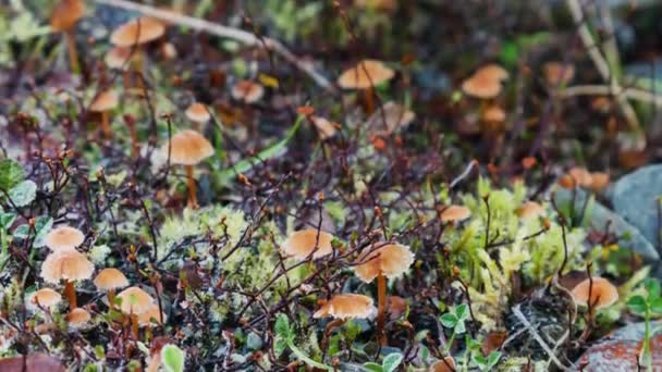 Panela Baixo Ângulo Direita Cogumelos Tóxicos Diferentes Musgo Paisagem Natureza — Vídeo de Stock