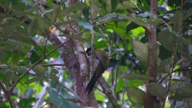 Kafasını derinden dürtükleyen ve kabuğu gagalamak için geri çeken; Laked Woodpecker, Picus vittatus, Khao Yai Ulusal Parkı, UNESCO Dünya Mirası, Tayland.