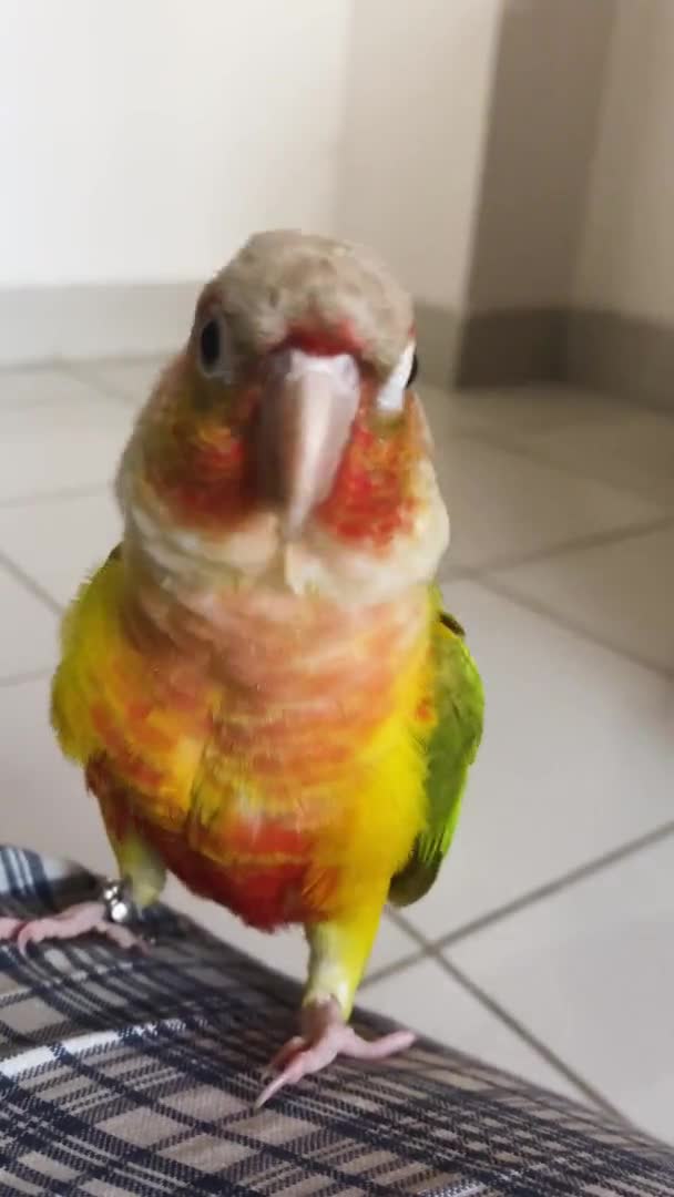 Amarillo Conure Pineapple Loro Encaramado Interiores Agitando Sus Plumas Vídeo — Vídeos de Stock