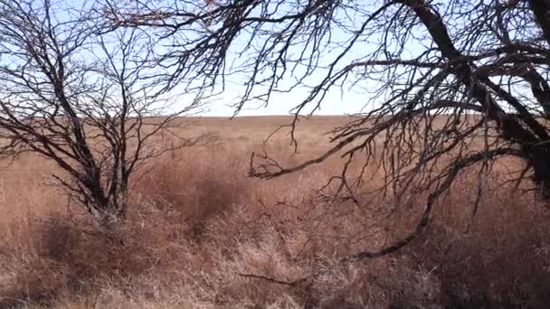 Dolly Colorado Llanos Izquierda Derecha — Vídeos de Stock