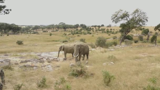 空気はジンバブエのImireで午前中に2頭の象に近づいています — ストック動画