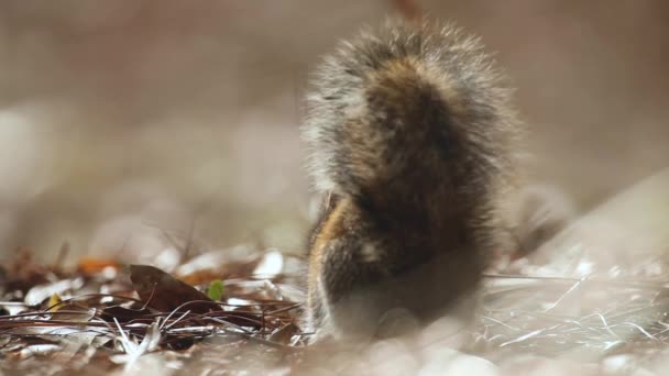 Nahaufnahme Von Eichhörnchen Auf Der Suche Nach Nahrung — Stockvideo