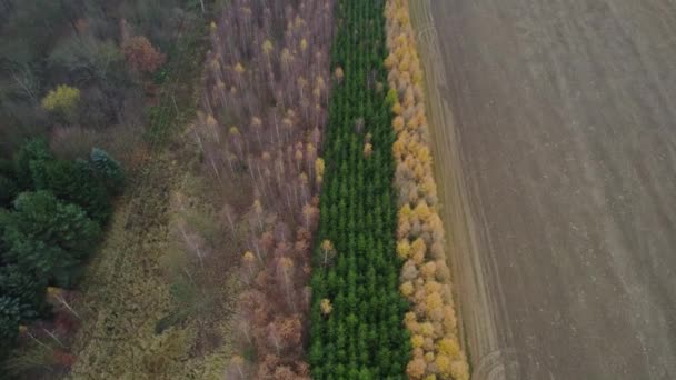 Luftaufnahme Von Mischwäldern Mit Symmetrischer Lage Und Bunten Blättern Tschechien — Stockvideo