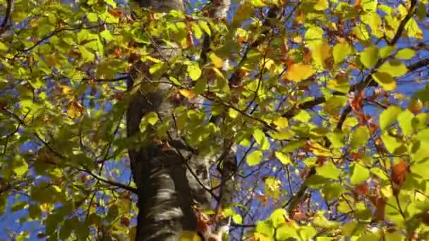 Gyllene Löv Skakade Vinden Kring Trädstammen Höstlandskapet Solig Dag — Stockvideo