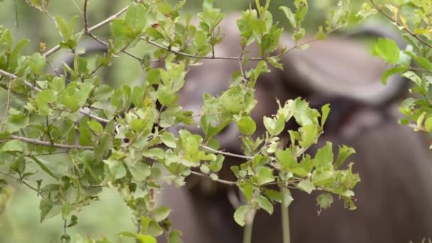 Rack Focus Van Een Cape Buffalo Koe Kijkend Door Groen — Stockvideo